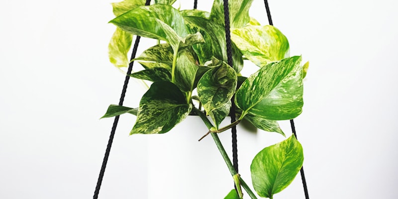 中超新赛季外援政策解读文章配图 - 足球运动员庆祝进球